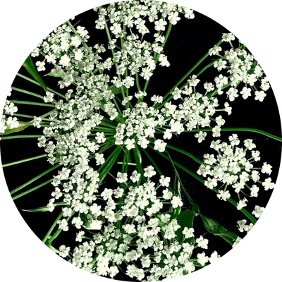 ノラニンジン Daucus Carota Sativa