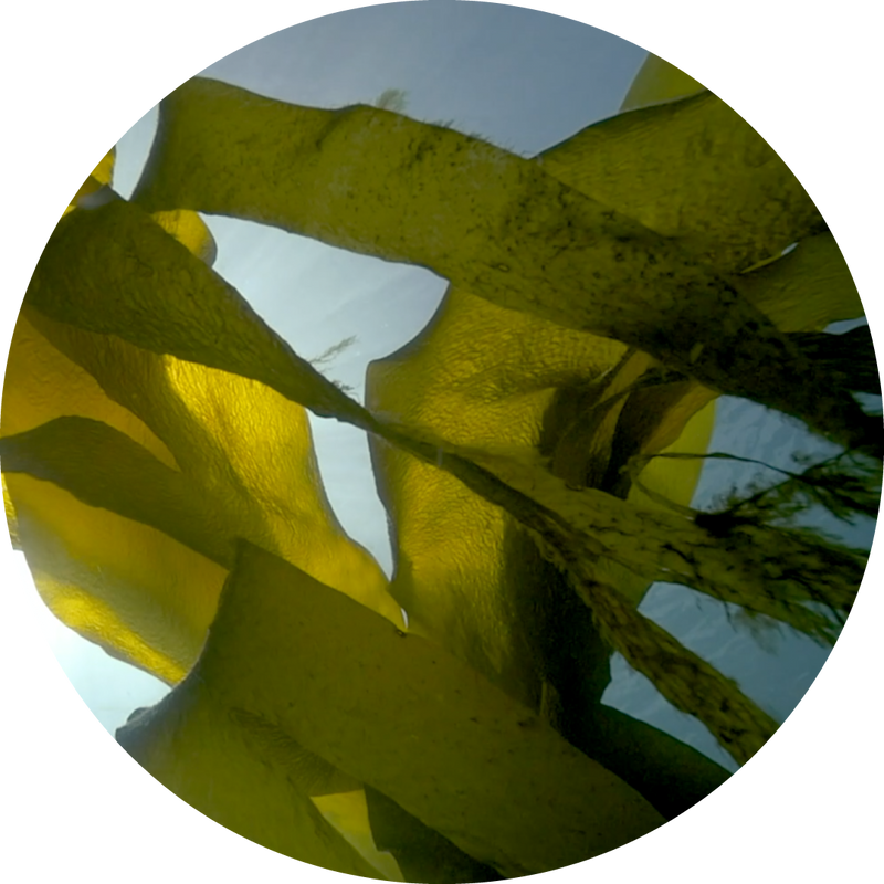 ラミナリア・ディギタータ Laminaria Digitata