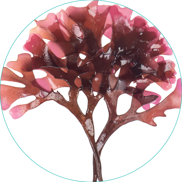 トチャカ Chondrus Crispus​