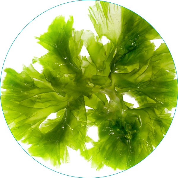 ウルバ ラクツカ Ulva Lactuca​ 