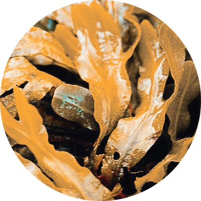 ヒバマタ Fucus Vesiculosus