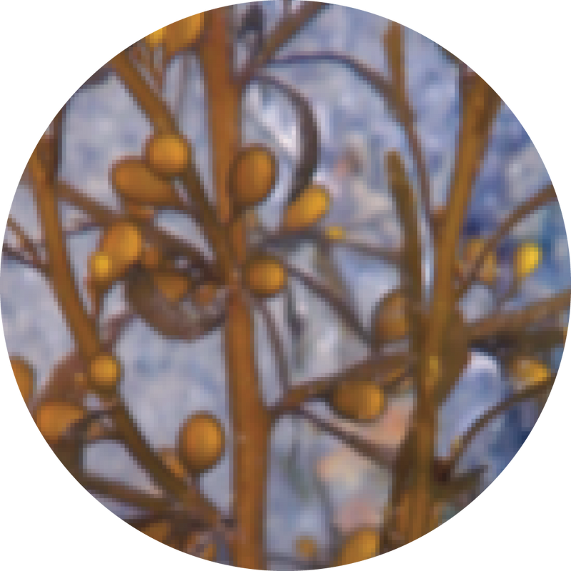 サルガッスム ムティカム​ Sargassum Muticum