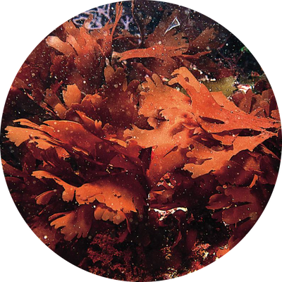 ダルス Palmaria Palmata​