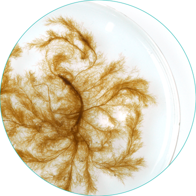 ​ピラエラ リトラリス Pylaiella Littoralis​​