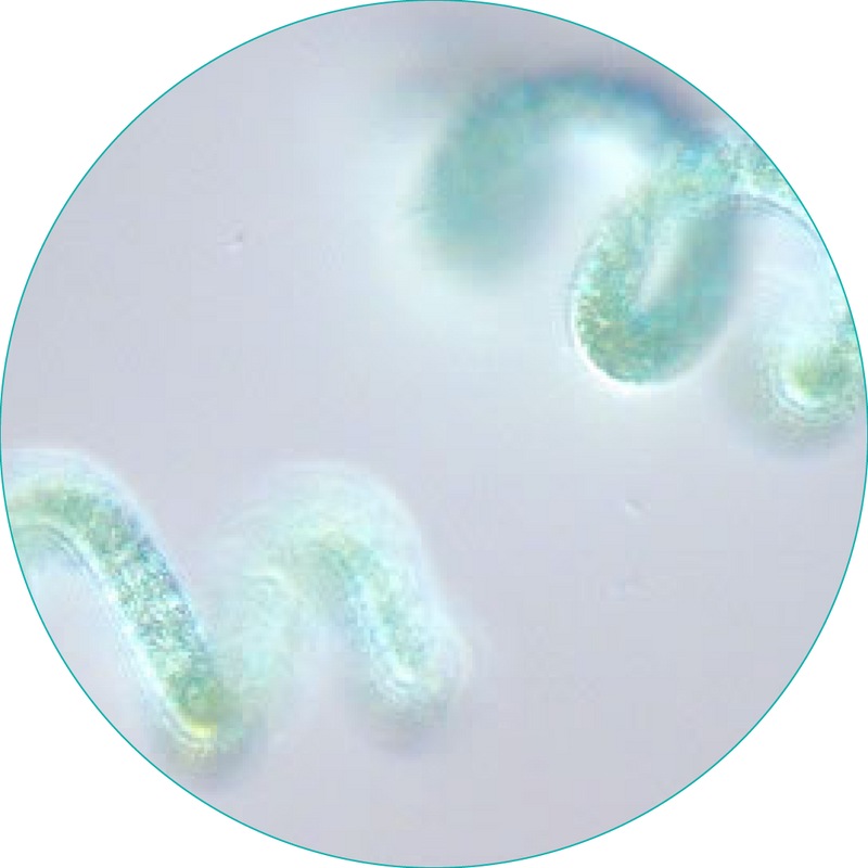 スピルリナ プラテンシス Spirulina Platensis​​​