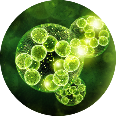 クロレラ ヴュルガリス Chlorella Vulgaris​