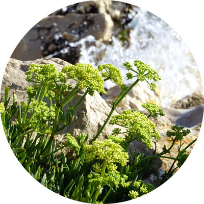 クリスマム マリチマム Crithmum Maritimum​​