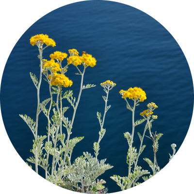ヘリクリスム アレナリウム Helichrysum ​ Arenarium