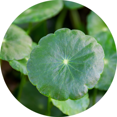 ​ツボクサ Centella Asiatica