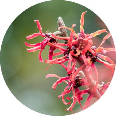 ハマメリス​ Hamamelis Virginiana