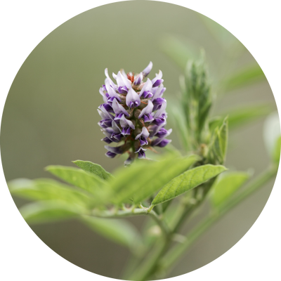 カンゾウ ​​ Glycyrrhiza Glabra​