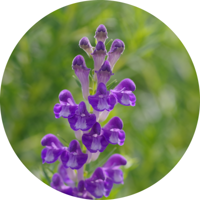 ​オウゴン​ Scutellaria Baicalensis