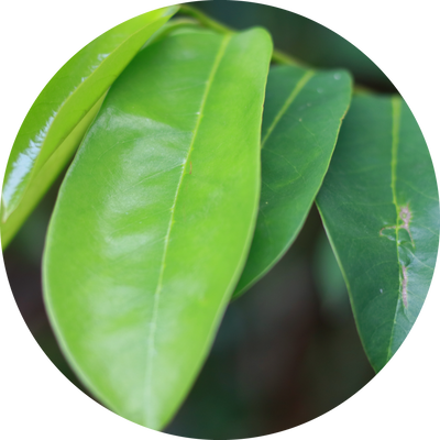 エナンチア クロランタ ​​ Enantia Chlorantha​
