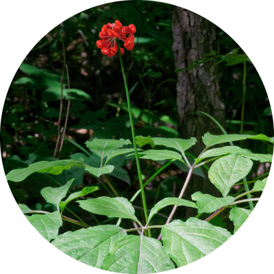 オタネニンジン ​​ Panax Ginseng​